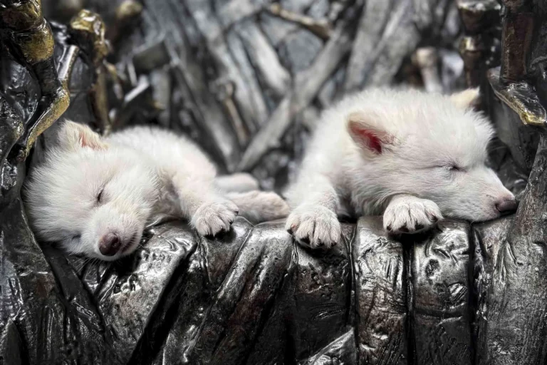 Dire Wolves